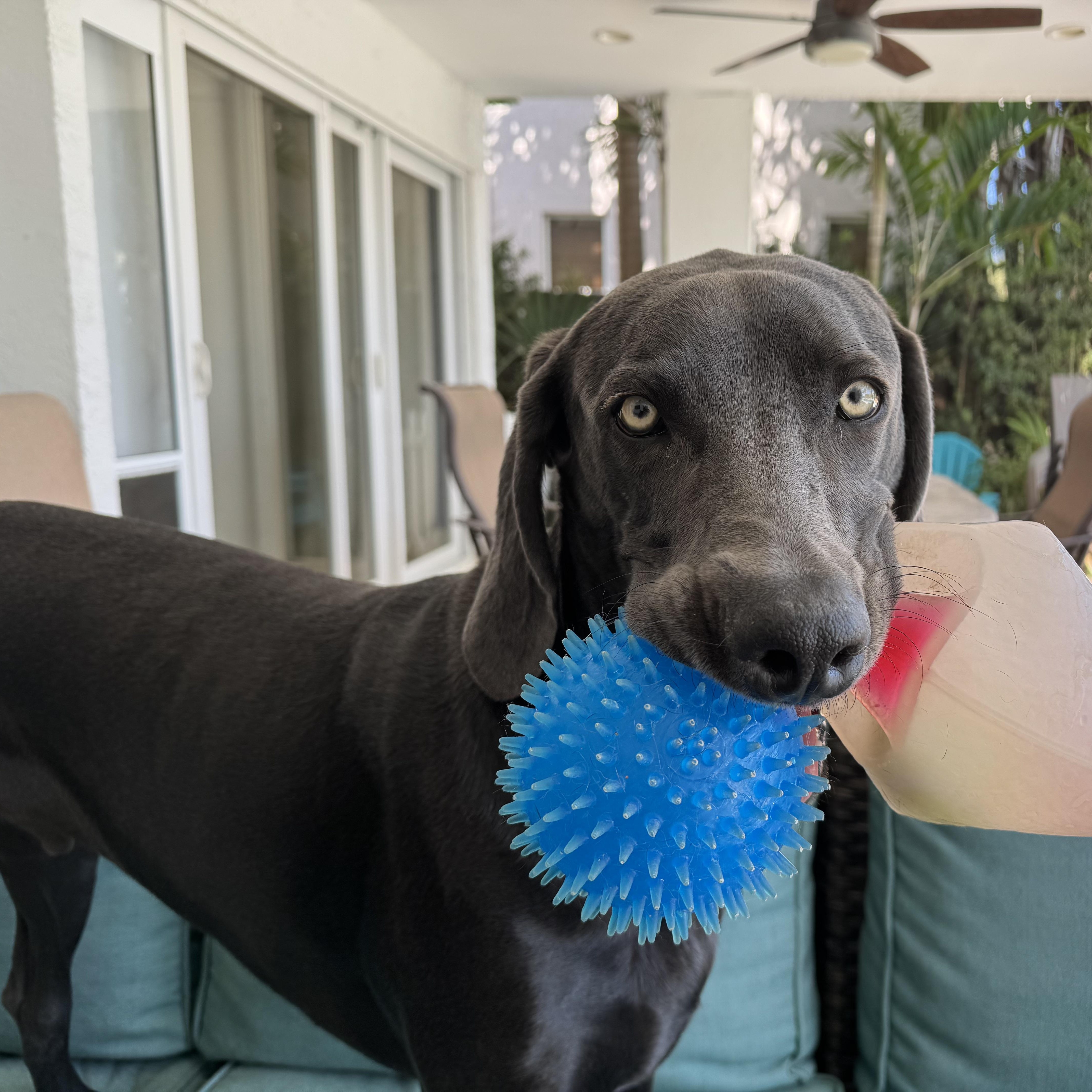 Luciano, a ADOPTABLE Weimaraner in Ocean View, NJ image 4/5