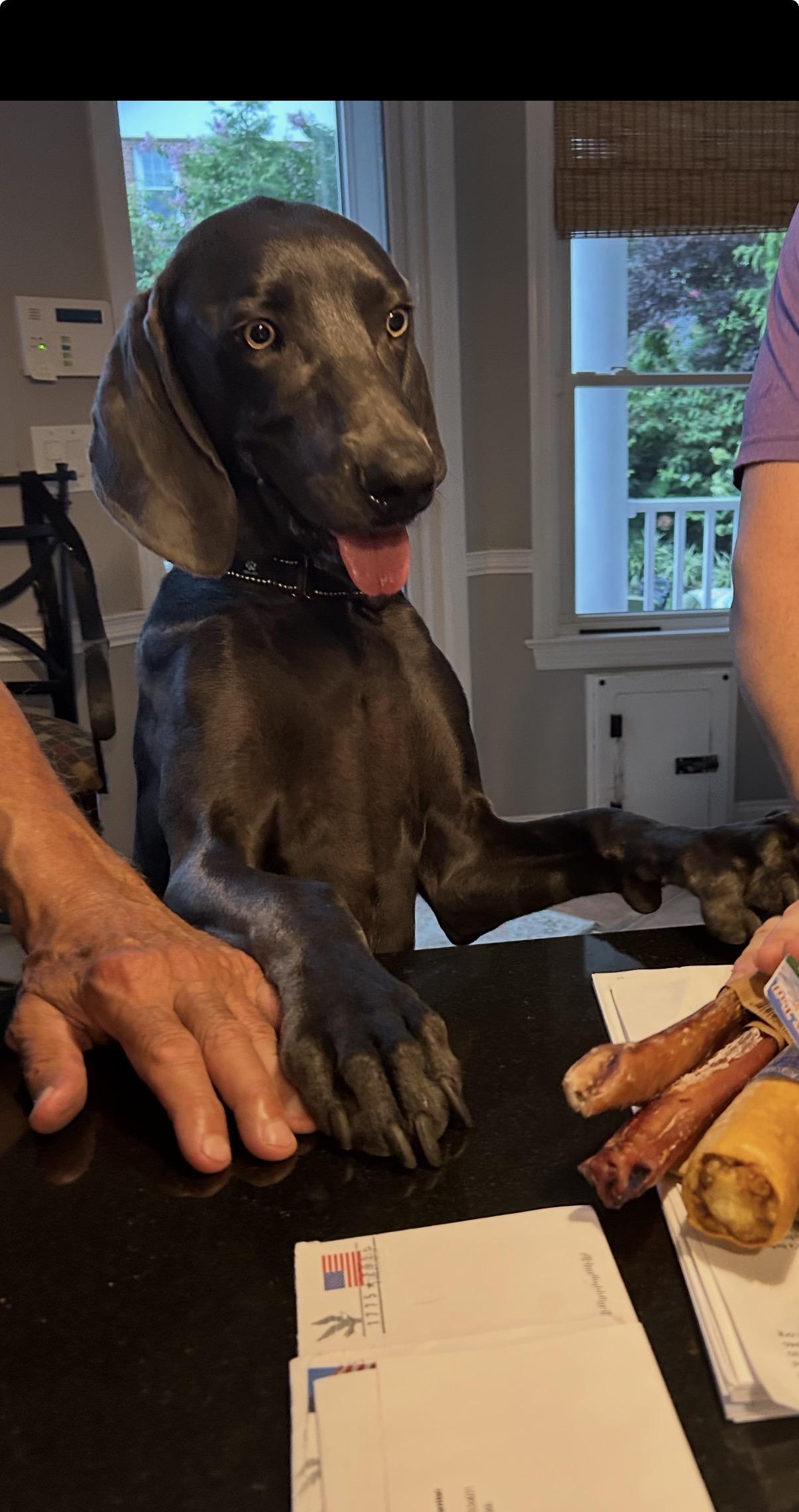 Luciano, a ADOPTABLE Weimaraner in Ocean View, NJ image 3/5