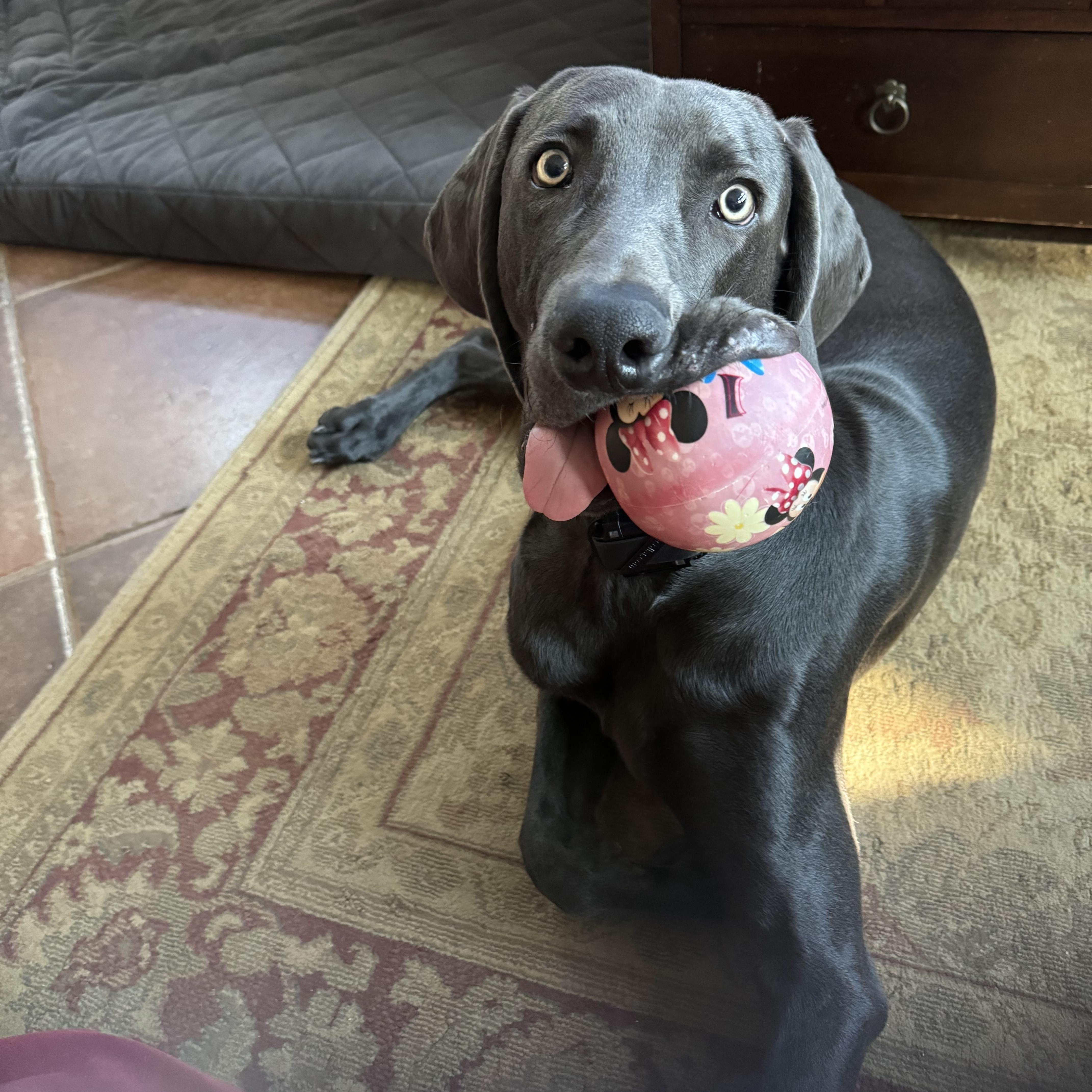 Enlarge Luciano, a ADOPTABLE Weimaraner in Ocean View, NJ image 2/4