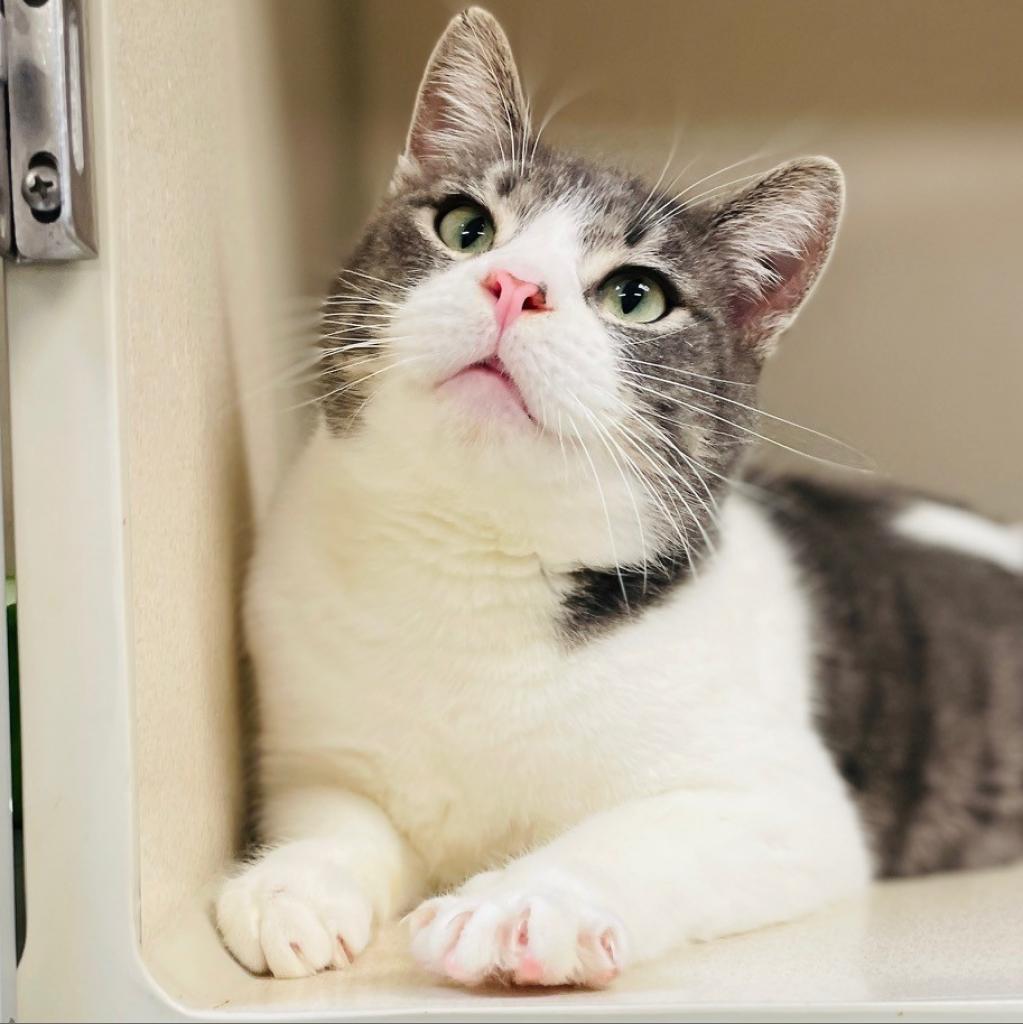 Enlarge Sniffles, a Adoptable Domestic Short Hair in Great Falls, MT image 1/2