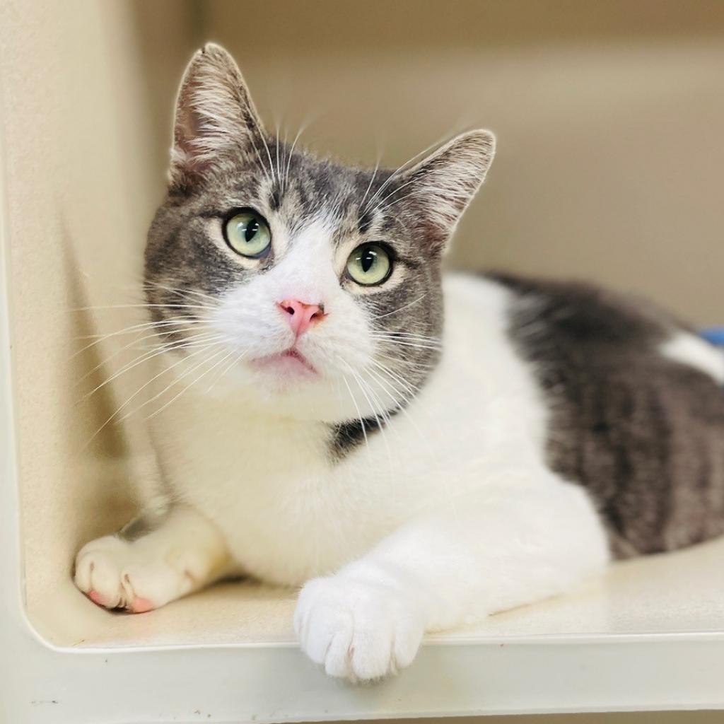 Enlarge Sniffles, a Adoptable Domestic Short Hair in Great Falls, MT image 2/2