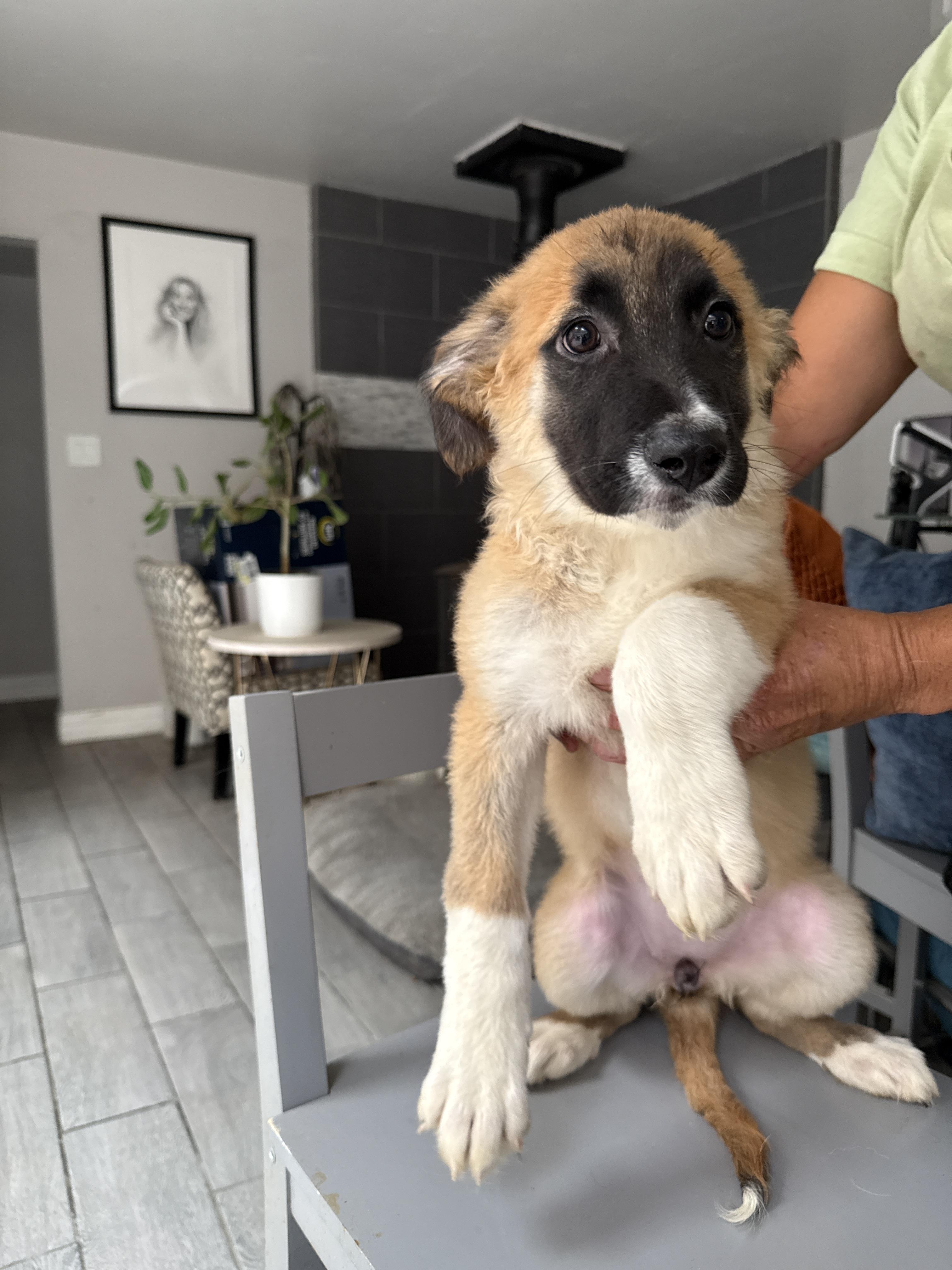 Winnie, Adoptable, Puppy Female Belgian Shepherd / Malinois & Saint Bernard.