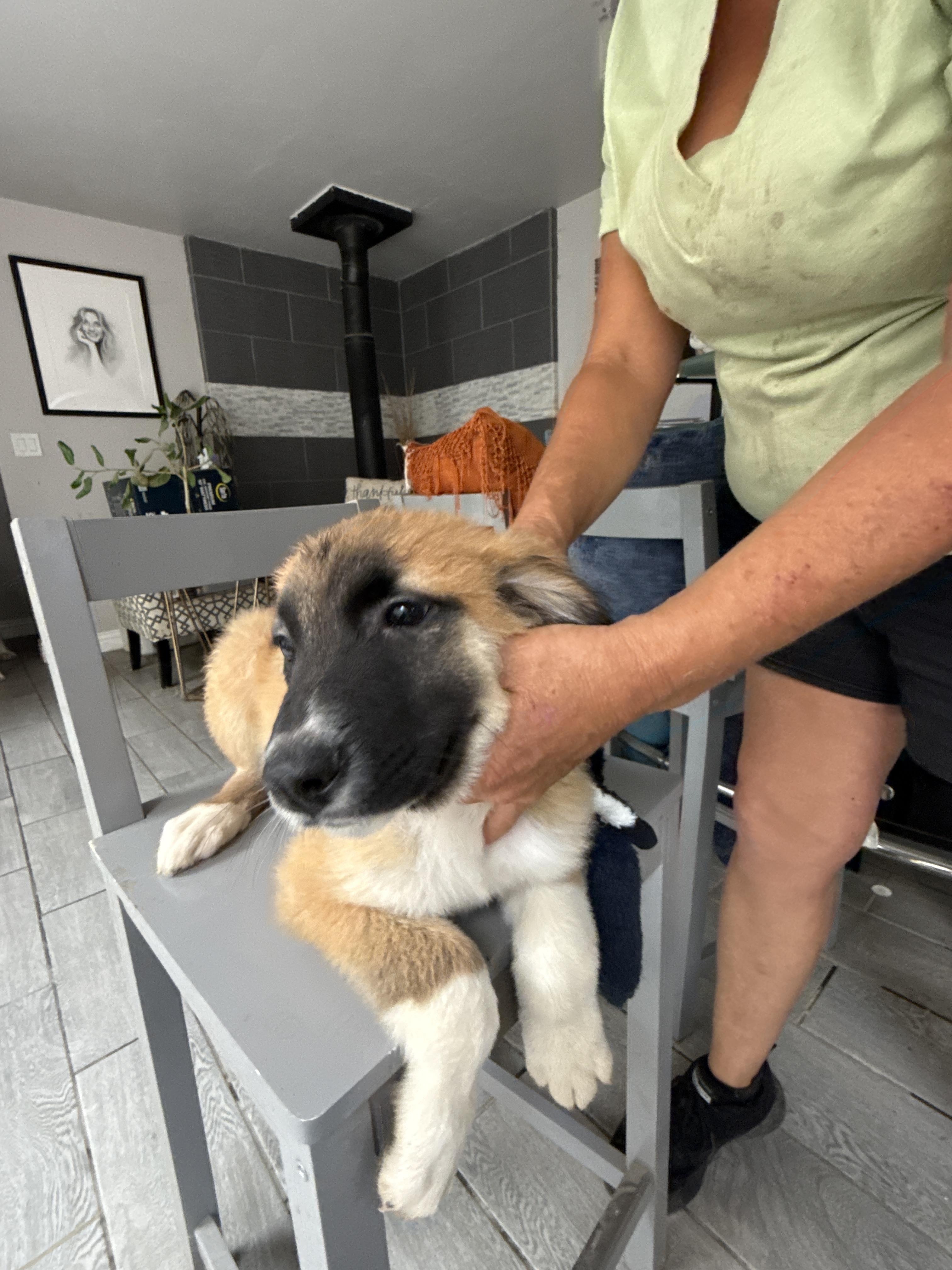 Enlarge Winnie, a Adoptable mixed breed in Bellflower, CA image 3/3