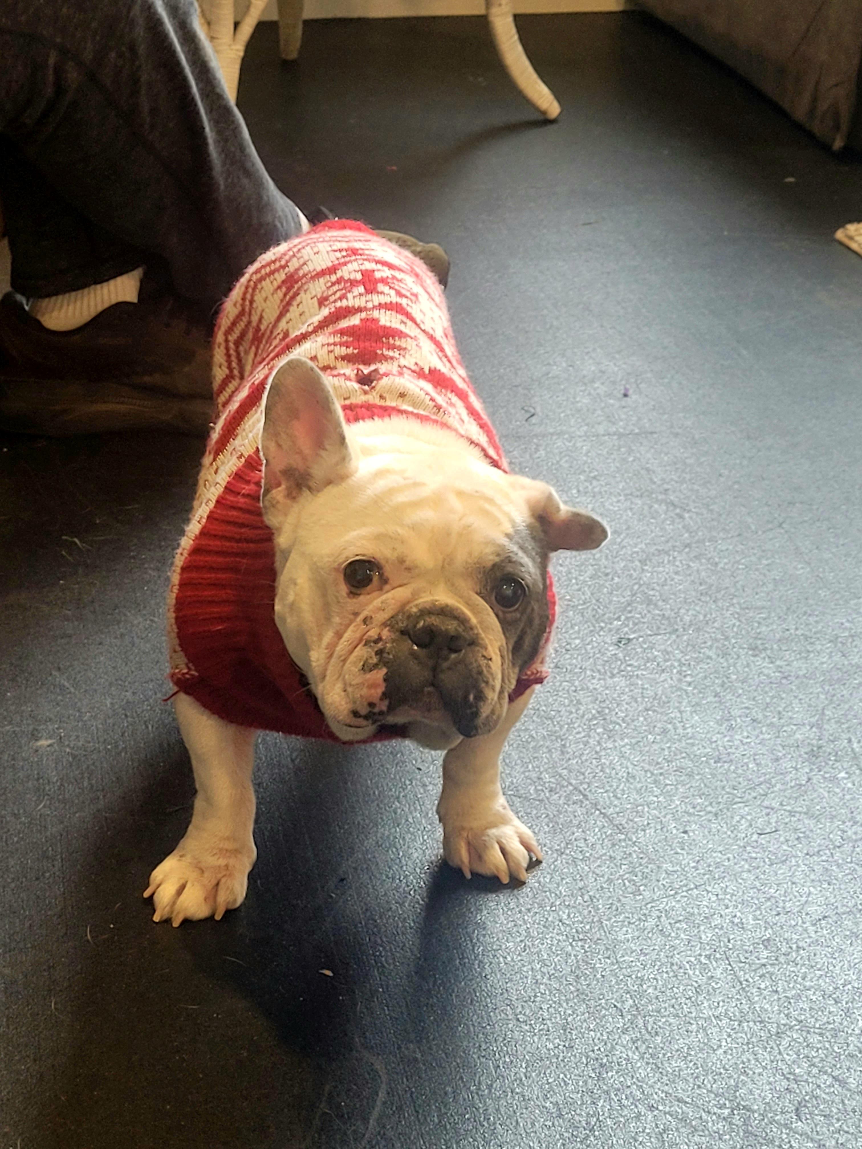 Bella, a Adopted French Bulldog in Terryville, CT image 1/6