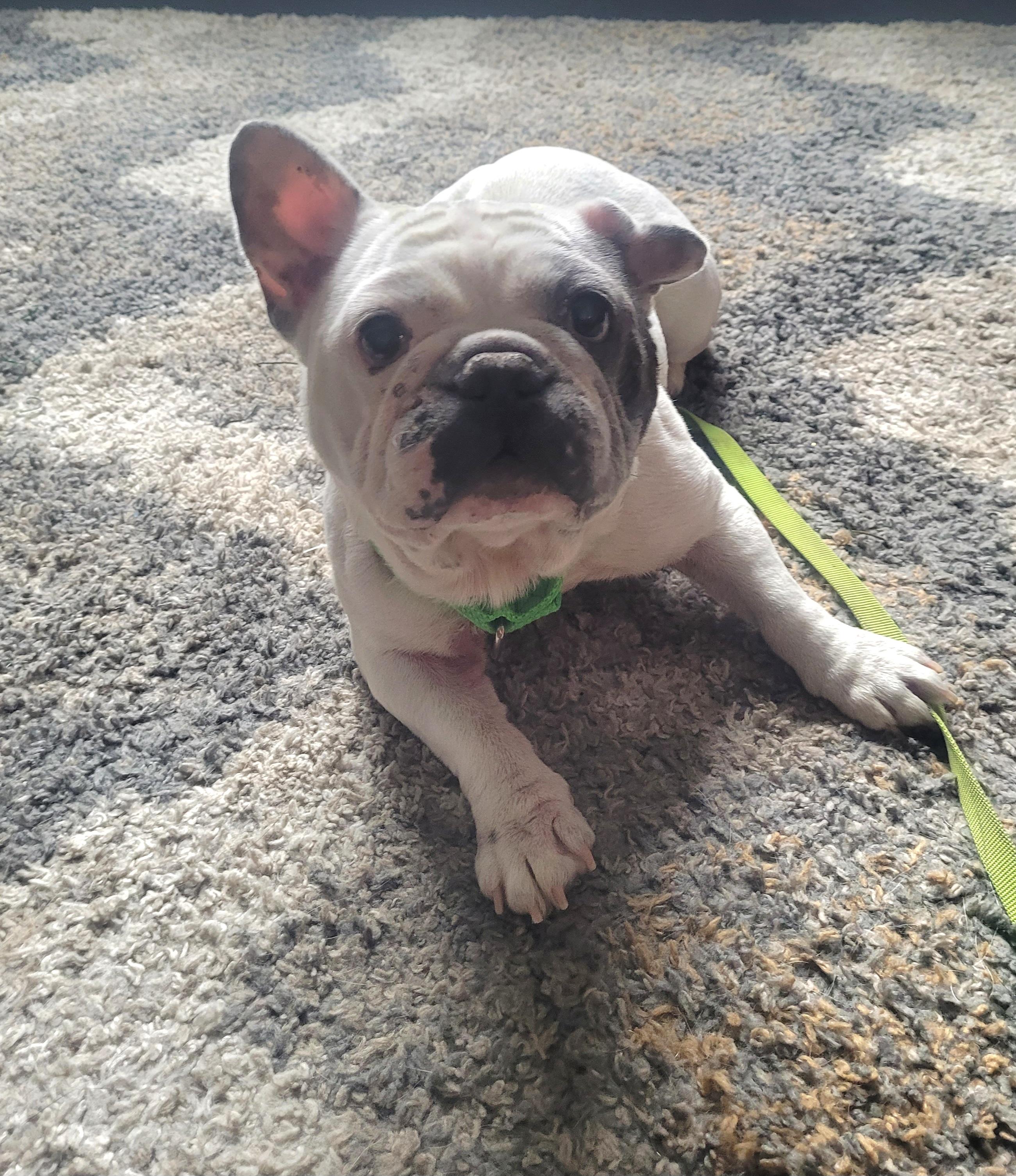 Bella, a Adopted French Bulldog in Terryville, CT image 2/6