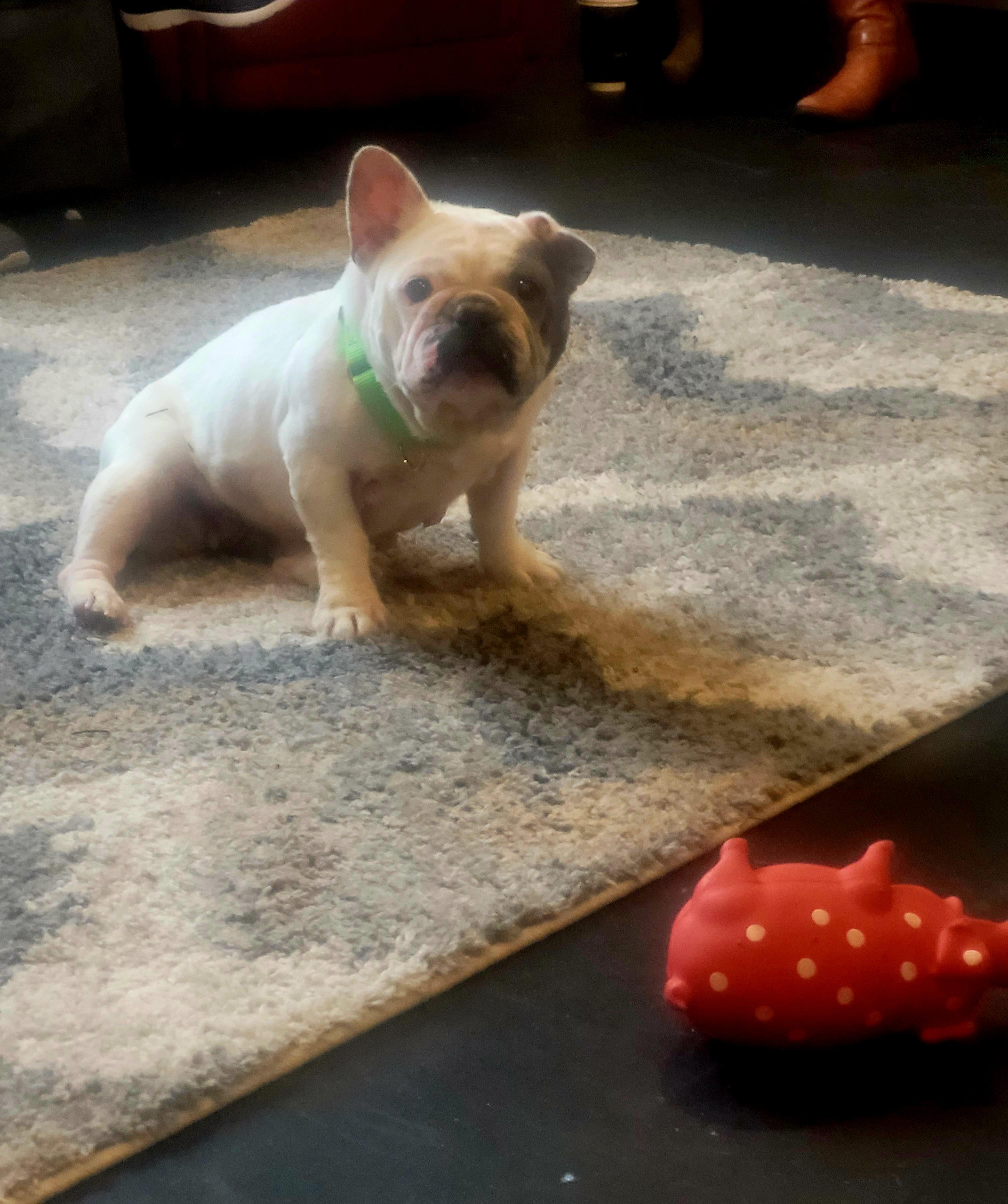 Bella, a Adopted French Bulldog in Terryville, CT image 3/6