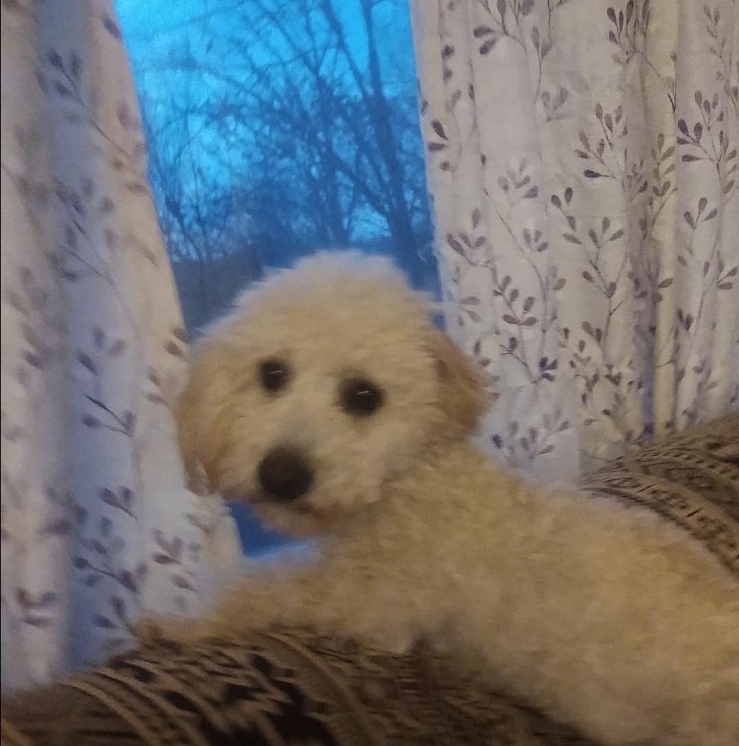 Toby, ADOPTABLE, Adult Male Poodle (Toy).