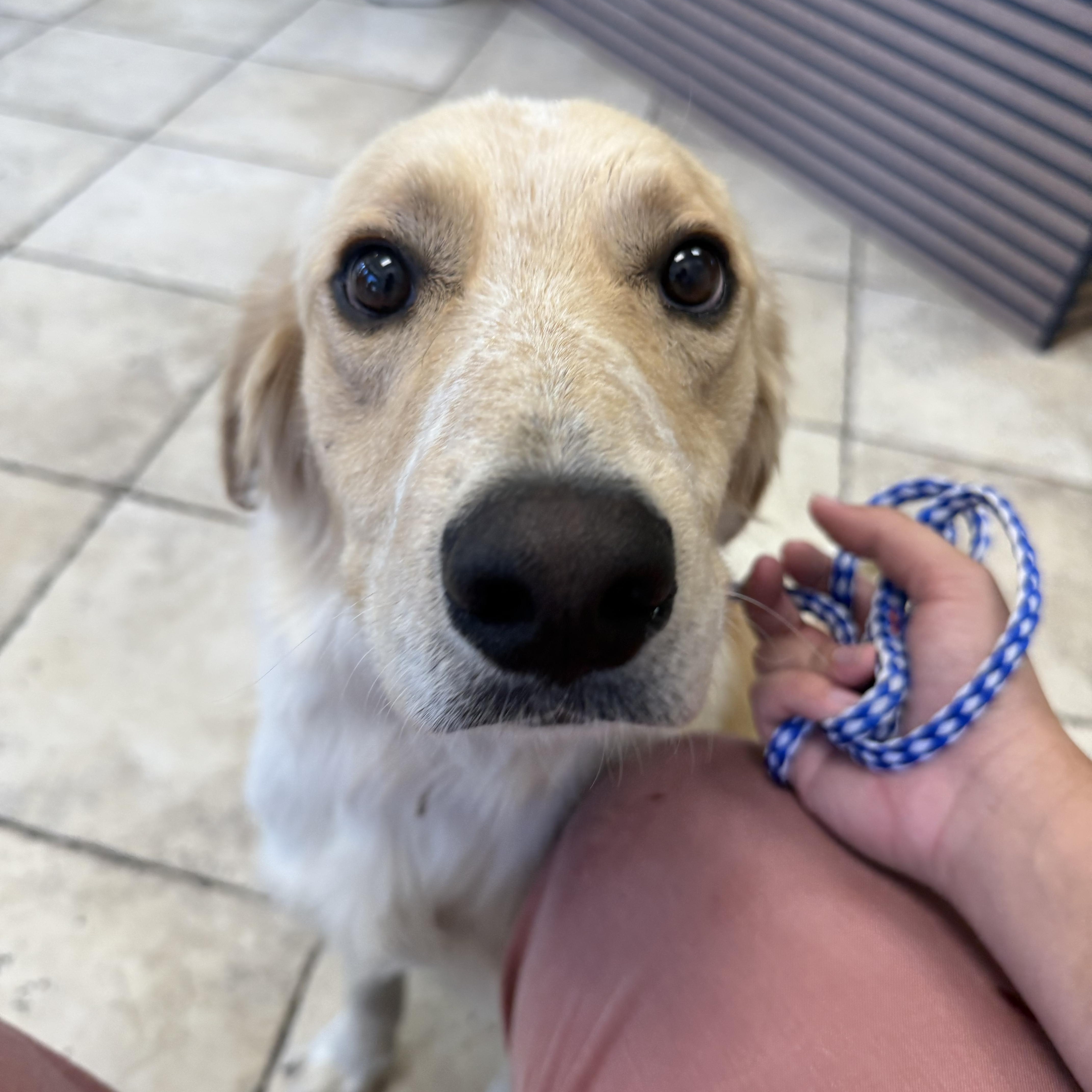 Enlarge RANGO, a ADOPTABLE mixed breed in Ontario, CA image 3/4