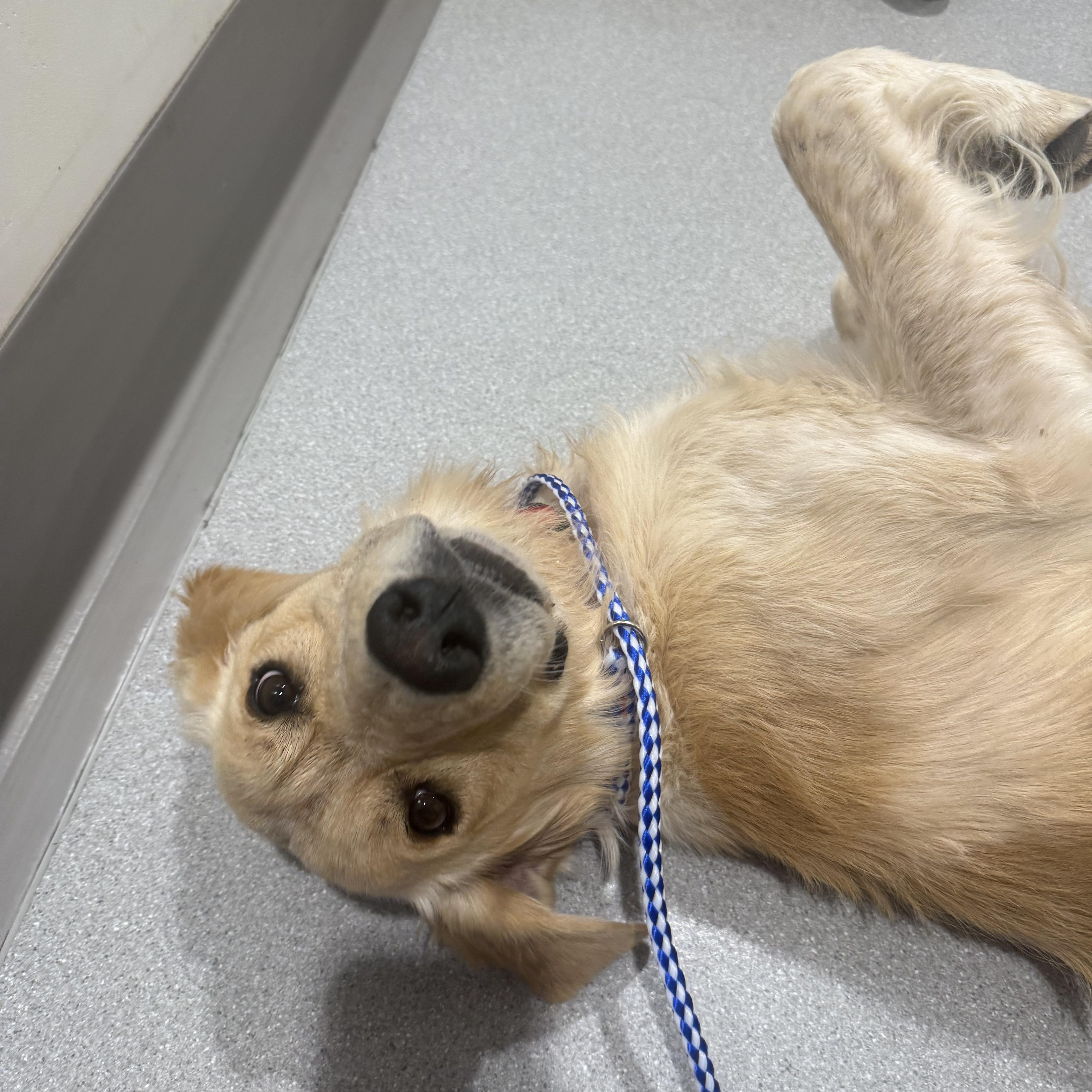 Enlarge RANGO, a ADOPTABLE mixed breed in Ontario, CA image 4/4