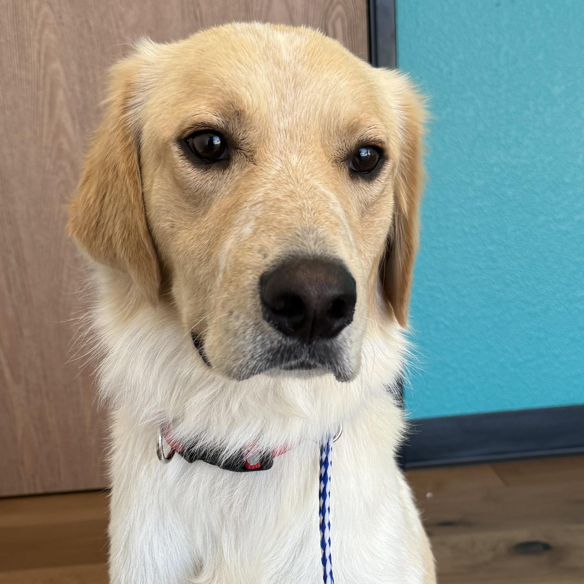 RANGO, ADOPTABLE, Young Male Labrador Retriever & Golden Retriever.
