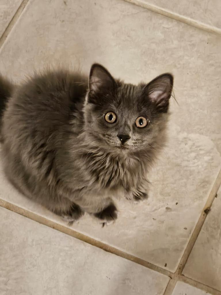 Enlarge Foof, a Adoptable mixed breed in Shell Lake, WI image 1/1