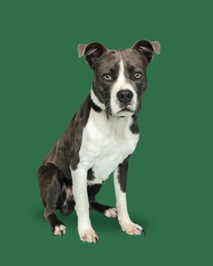 Charmer, ADOPTABLE, Adult Male Pit Bull Terrier.