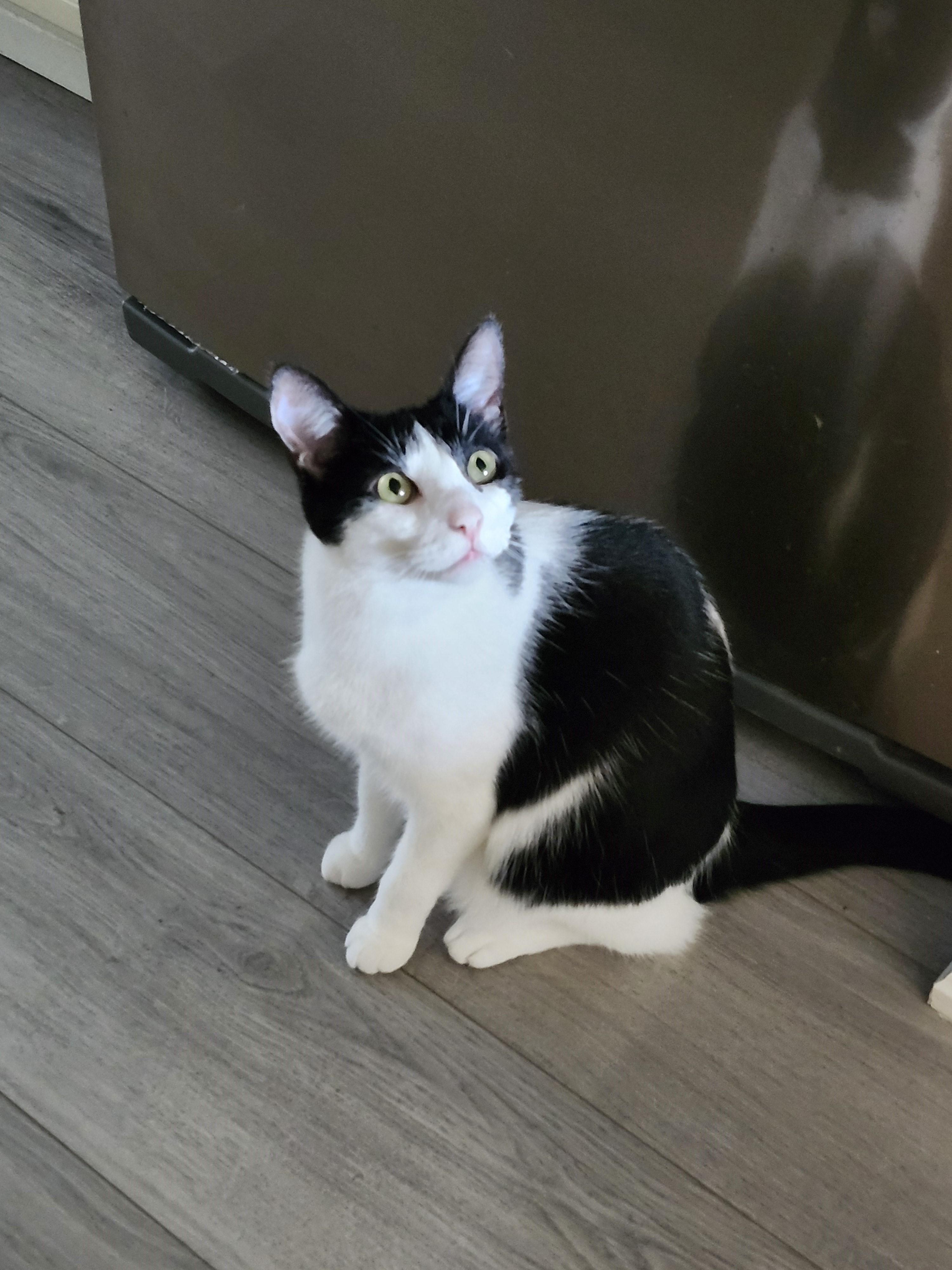 Enlarge Jack, a Adoptable Domestic Short Hair in Pickering, ON image 1/1