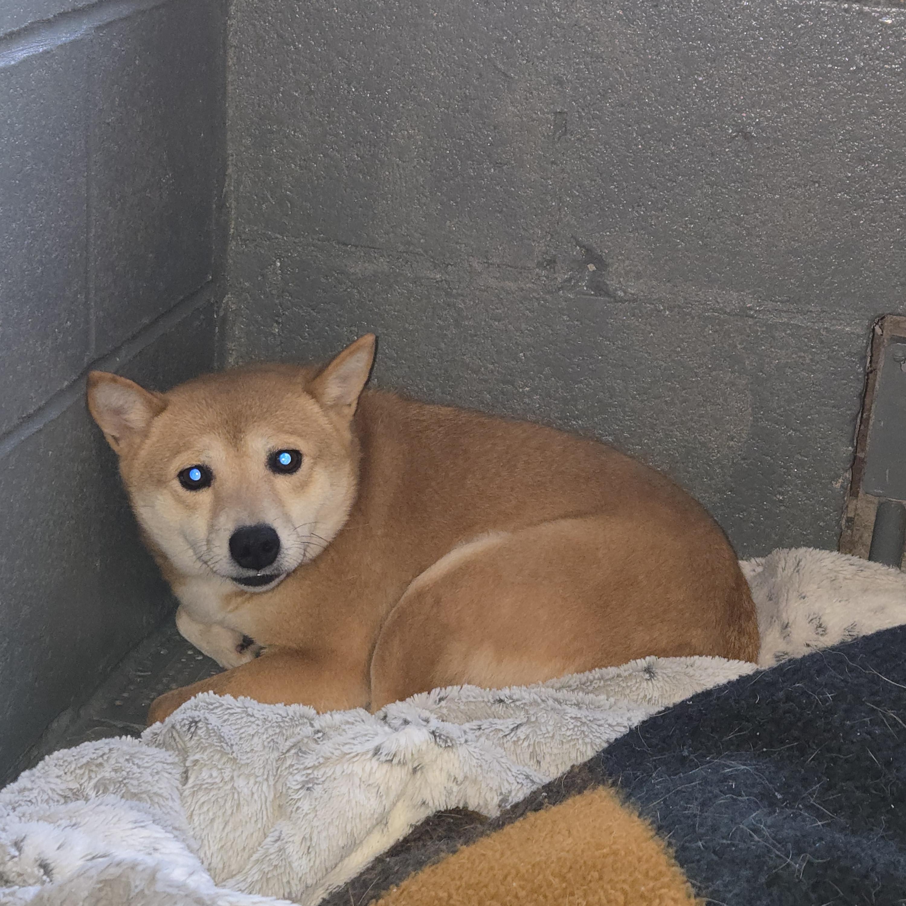 Nami, Adoptable, Adult Female Shiba Inu.