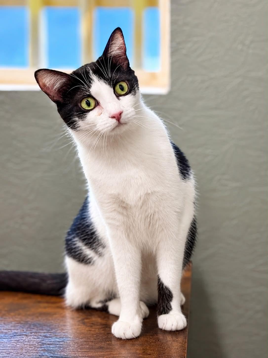 Enlarge Prozac, a Adoptable Domestic Short Hair in Rixeyville, VA image 2/2