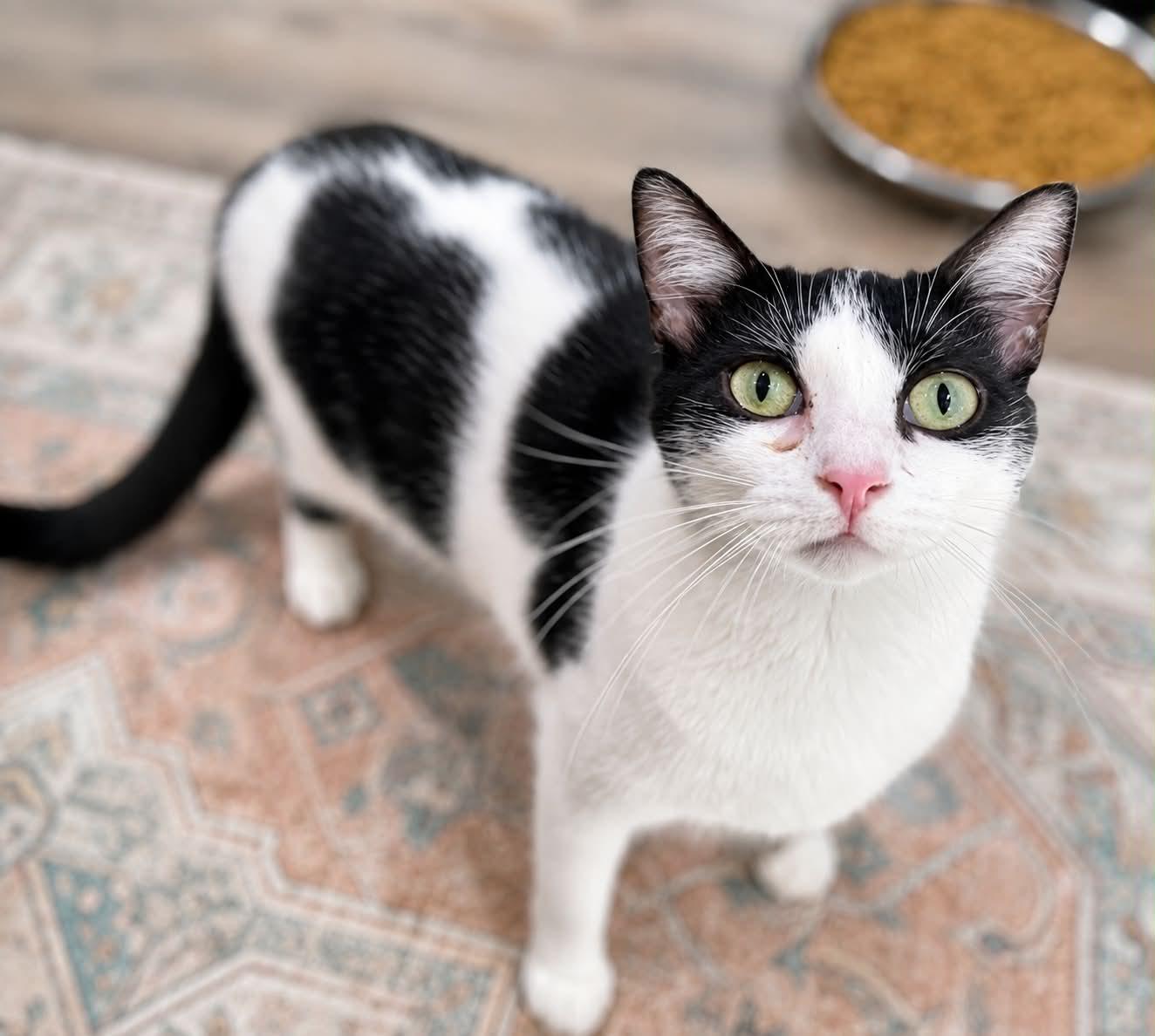 Prozac, Adoptable, Young Female Domestic Short Hair.