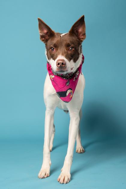 Enlarge Appaloosa, a Adoptable mixed breed in Atlanta, GA image 1/3