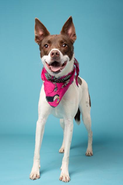 Enlarge Appaloosa, a Adoptable mixed breed in Atlanta, GA image 2/3