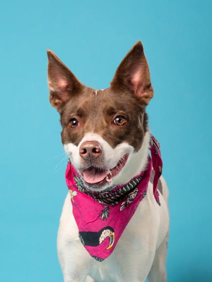 Enlarge Appaloosa, a Adoptable mixed breed in Atlanta, GA image 3/3