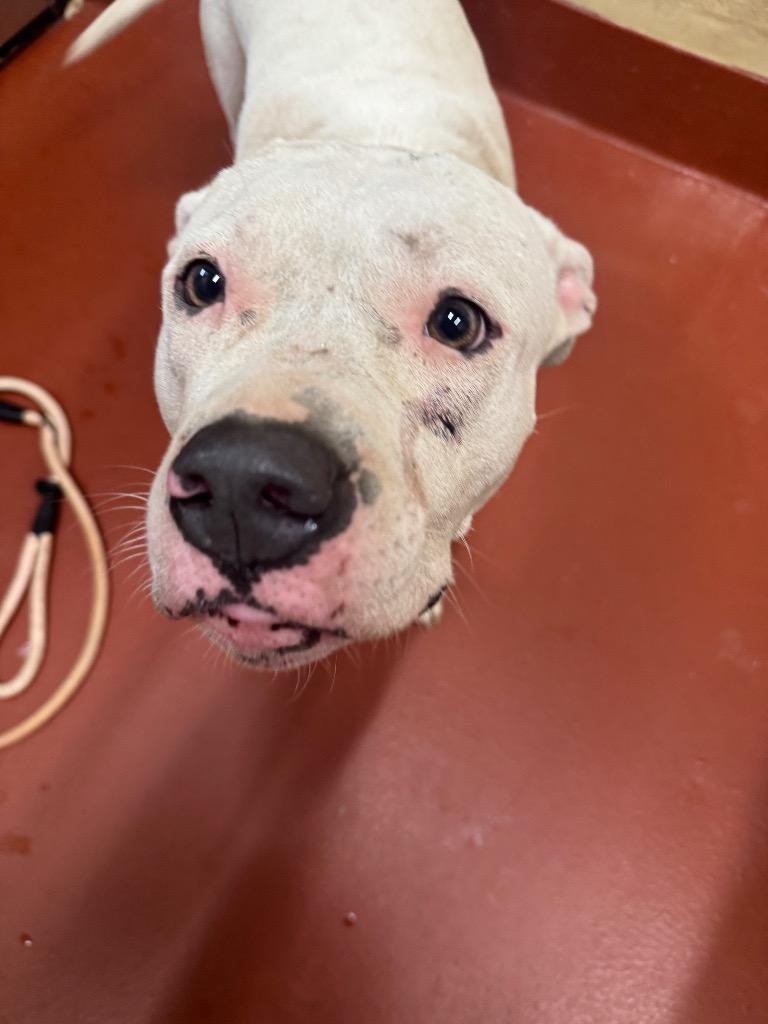 Quartz, Adoptable, Adult Female Mixed Breed.