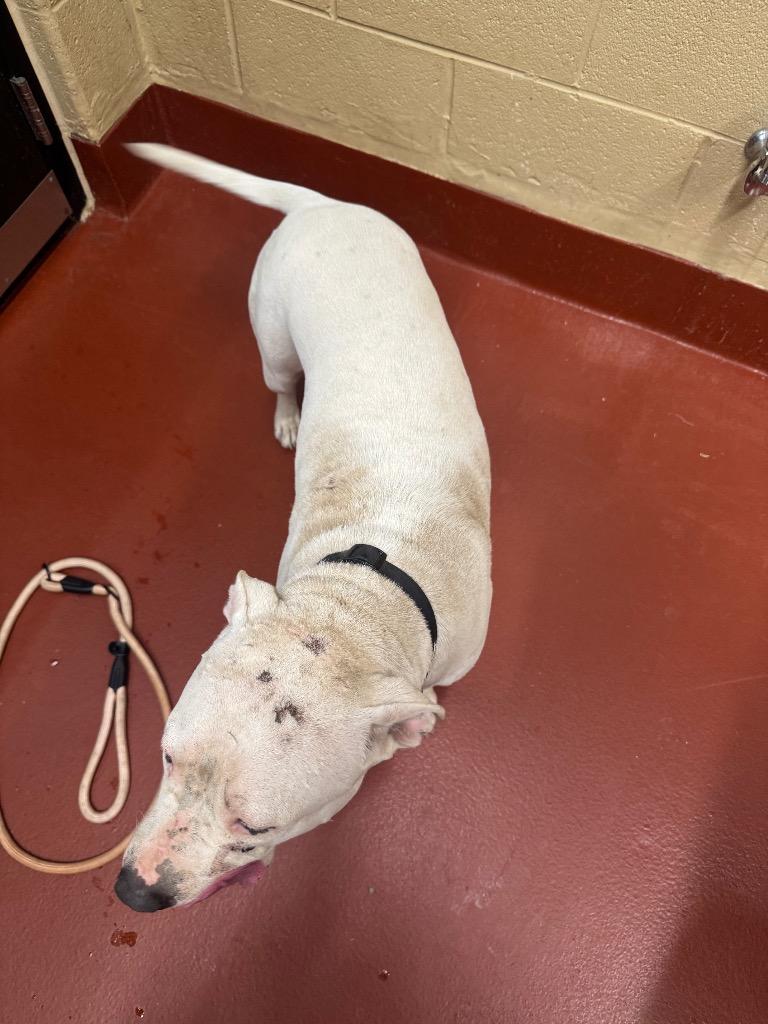 Quartz, Adoptable, Adult Female Mixed Breed.