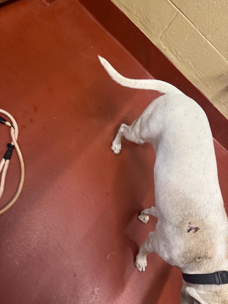 Enlarge Quartz, a Adoptable mixed breed in Douglasville, GA image 2/6