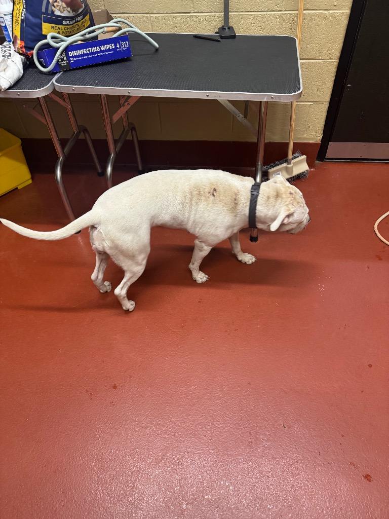 Enlarge Quartz, a Adoptable mixed breed in Douglasville, GA image 3/6