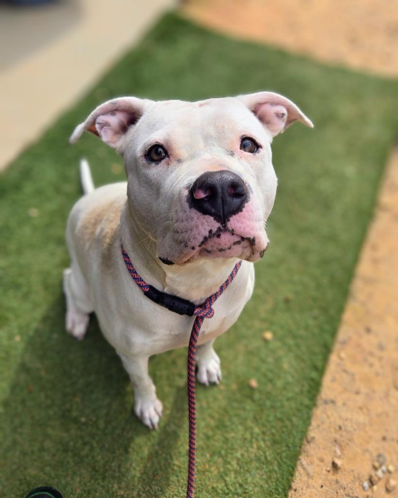 Enlarge Quartz, a Adoptable mixed breed in Douglasville, GA image 4/6