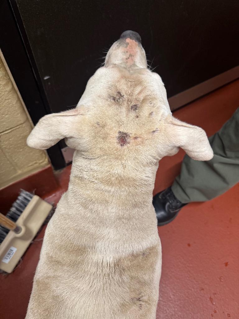 Enlarge Quartz, a Adoptable mixed breed in Douglasville, GA image 6/6