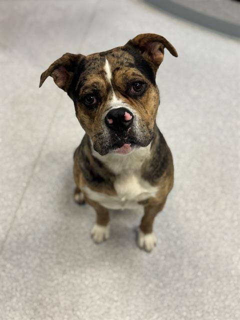 Enlarge ROCKY, a Adoptable American Bulldog in Toronto, ON image 1/1