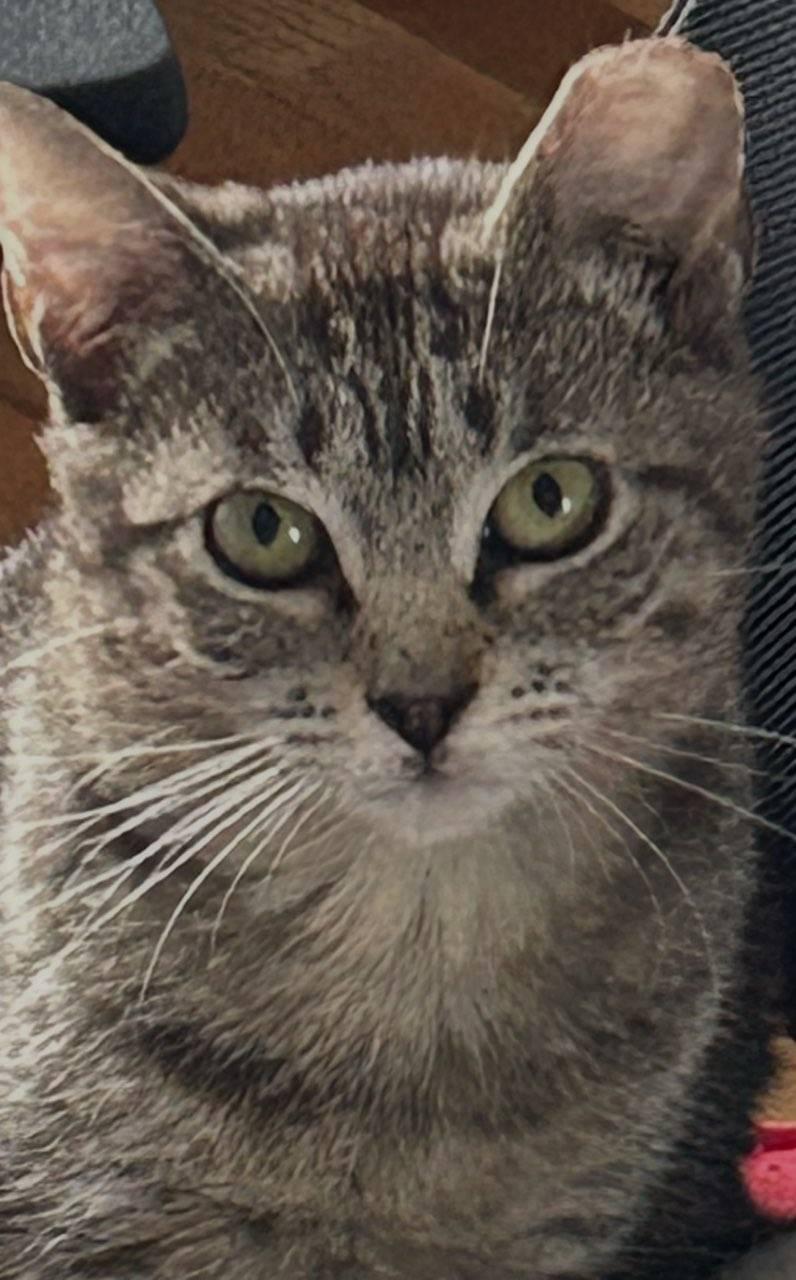 Weasel, a ADOPTABLE Domestic Short Hair in Flushing, NY image 3/3