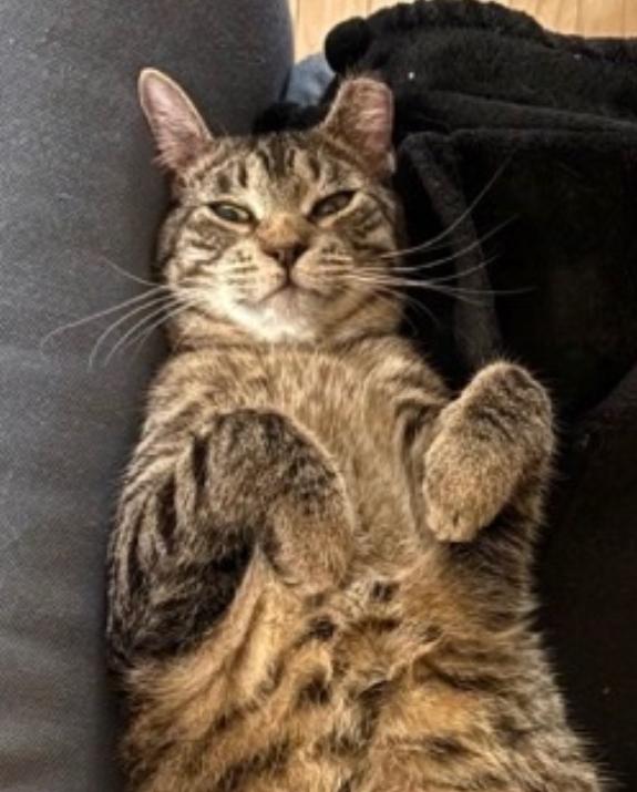 Weasel, ADOPTABLE, Young Male Domestic Short Hair.