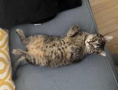 Weasel, a ADOPTABLE Domestic Short Hair in Flushing, NY image 2/3