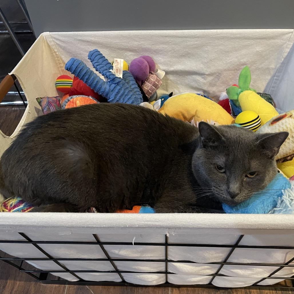 Gray, Adoptable, Adult Female Domestic Short Hair.