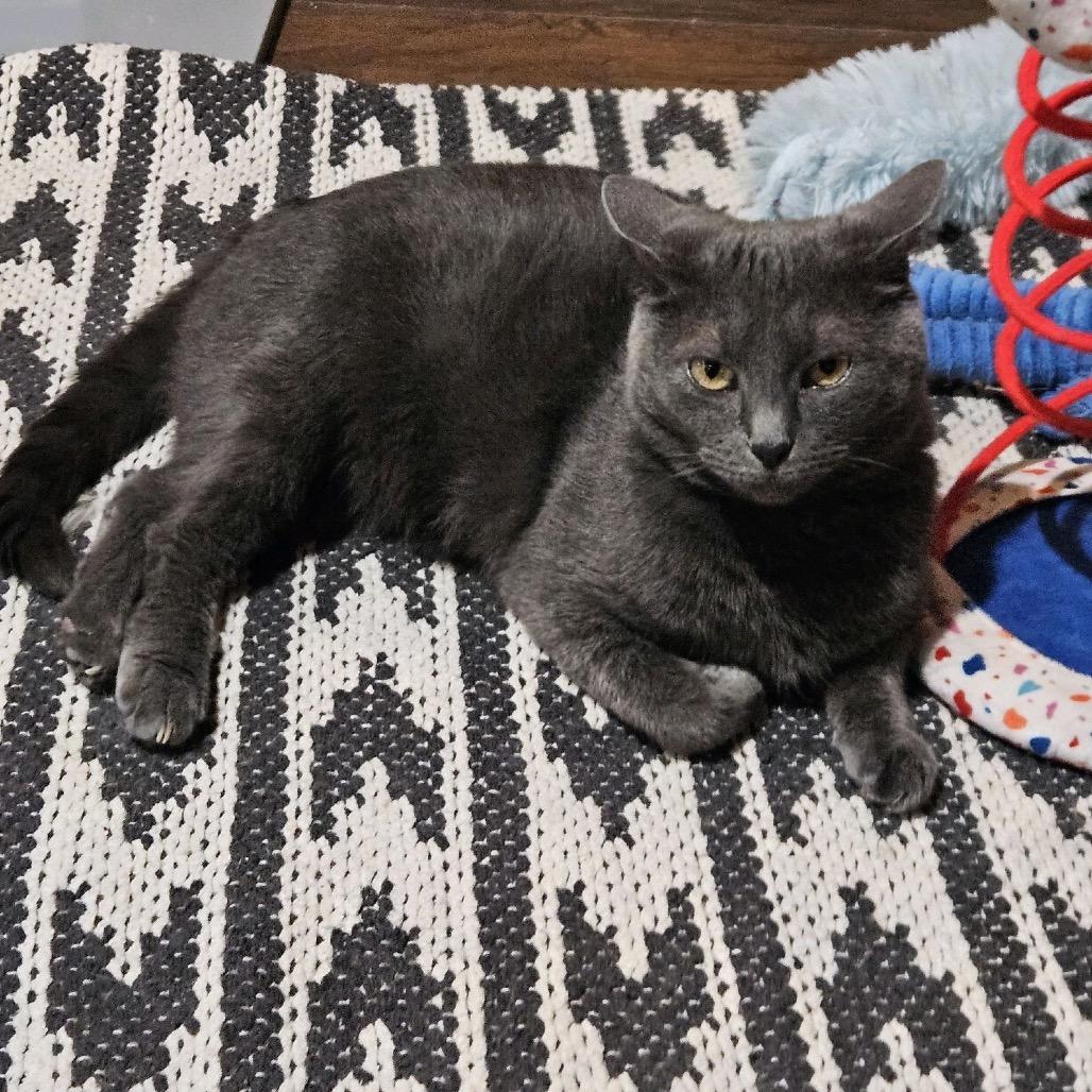 Enlarge Gray, a Adoptable Domestic Short Hair in Nashville, TN image 2/3