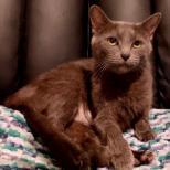 Enlarge Gray, a Adoptable Domestic Short Hair in Nashville, TN image 3/3