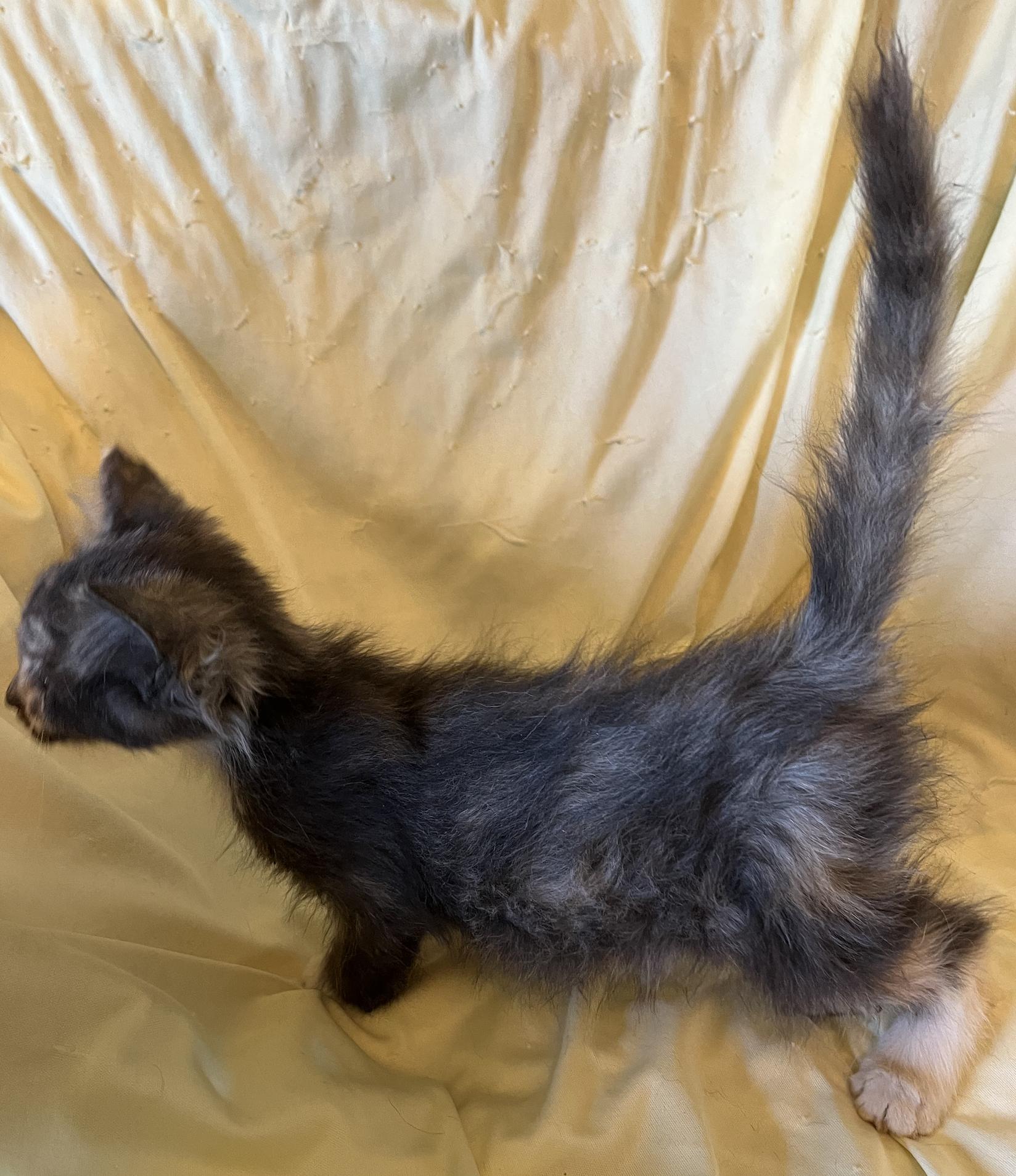 Enlarge Inspire, a Adopted Domestic Long Hair in Connelly Springs, NC image 5/5
