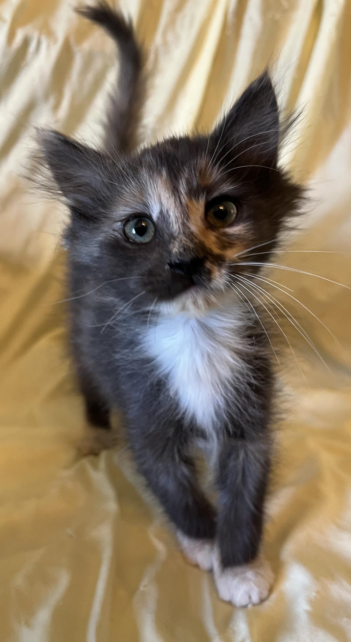 Enlarge Inspire, a Adopted Domestic Long Hair in Connelly Springs, NC image 3/5