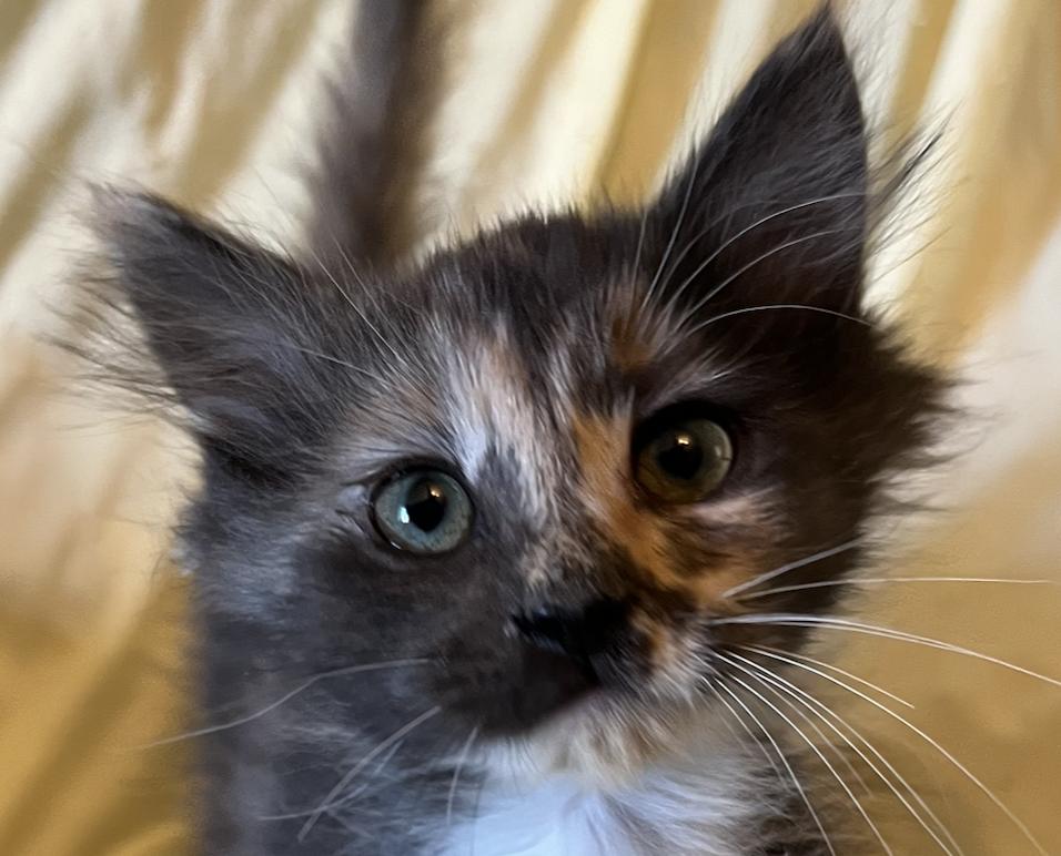 Enlarge Inspire, a Adopted Domestic Long Hair in Connelly Springs, NC image 1/5