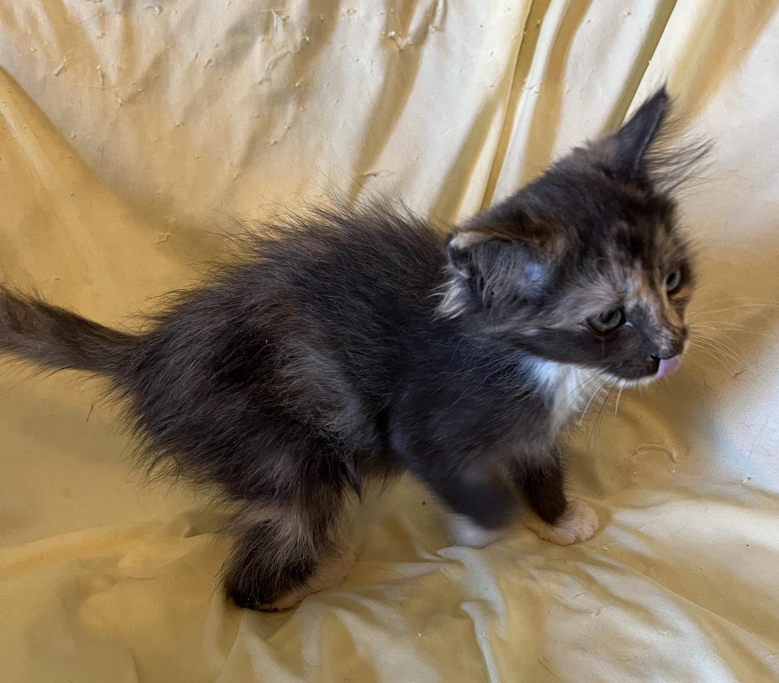 Enlarge Inspire, a Adopted Domestic Long Hair in Connelly Springs, NC image 4/5