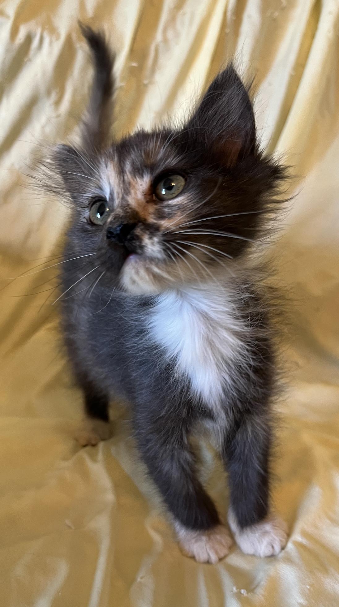 Enlarge Inspire, a Adopted Domestic Long Hair in Connelly Springs, NC image 2/5
