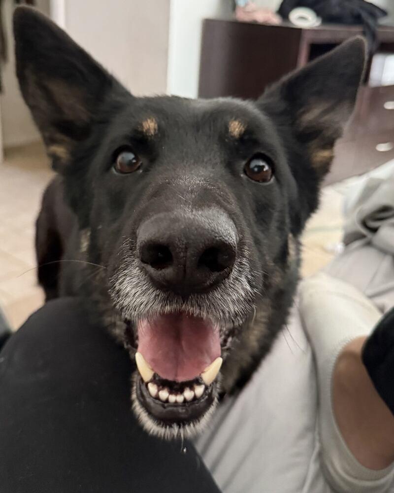 Enlarge ROWAN, a Adoptable mixed breed in Broomfield, CO image 1/1