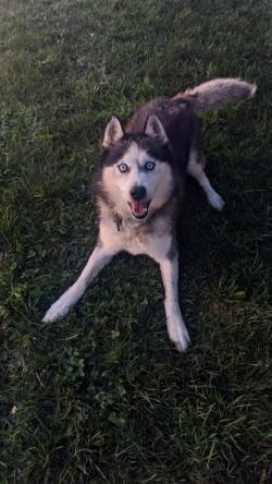 Milo