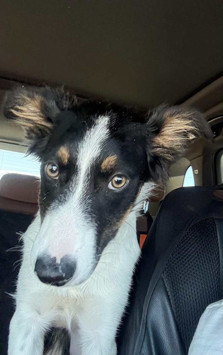 LUNA BELLE, an adopted mixed breed in Joshua Tree, CA image 3/3