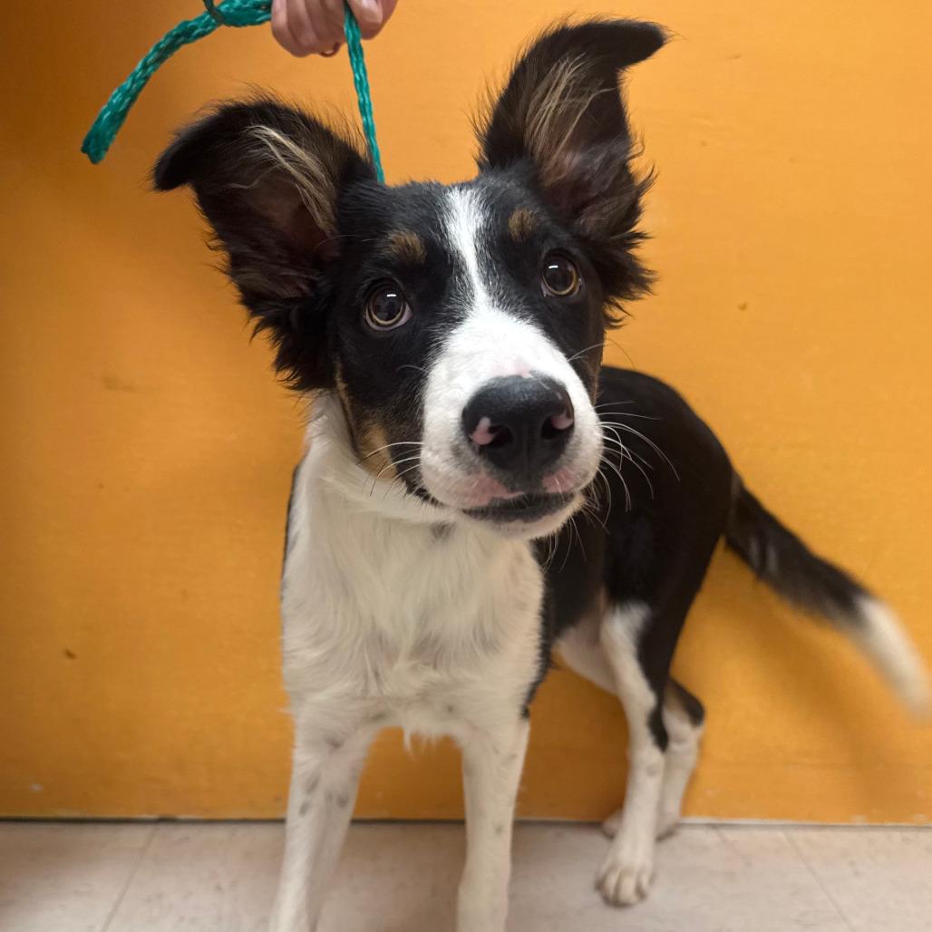 LUNA BELLE, an adopted mixed breed in Joshua Tree, CA image 2/3