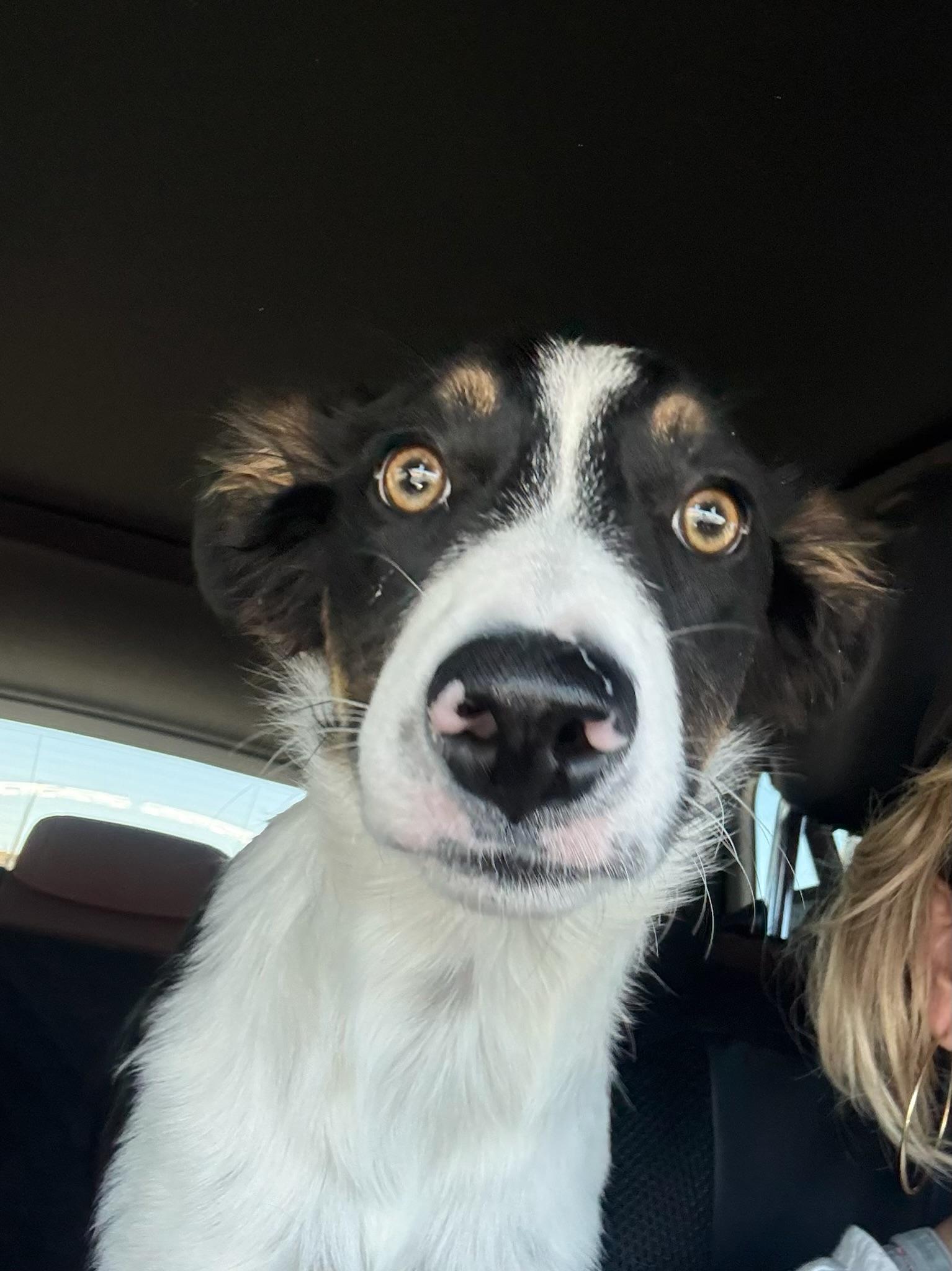 LUNA BELLE, adopted, Puppy Female Border Collie.