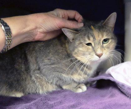 Enlarge Shay bff w/ Kiwi, a Adoptable mixed breed in Ann Arbor, MI image 2/5