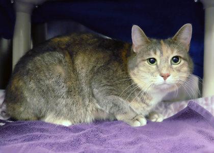 Shay bff w/ Kiwi, Adoptable, Adult Female Domestic Short Hair & Domestic Short Hair.