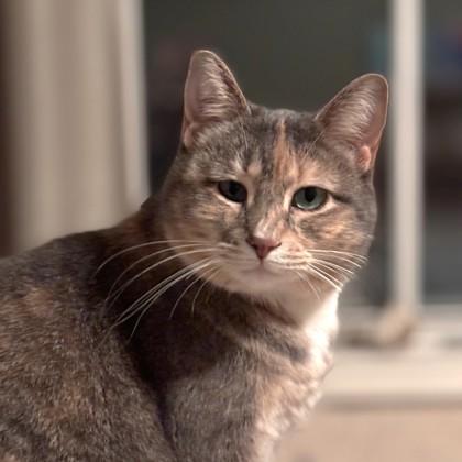 Enlarge Shay bff w/ Kiwi, a Adoptable mixed breed in Ann Arbor, MI image 4/5