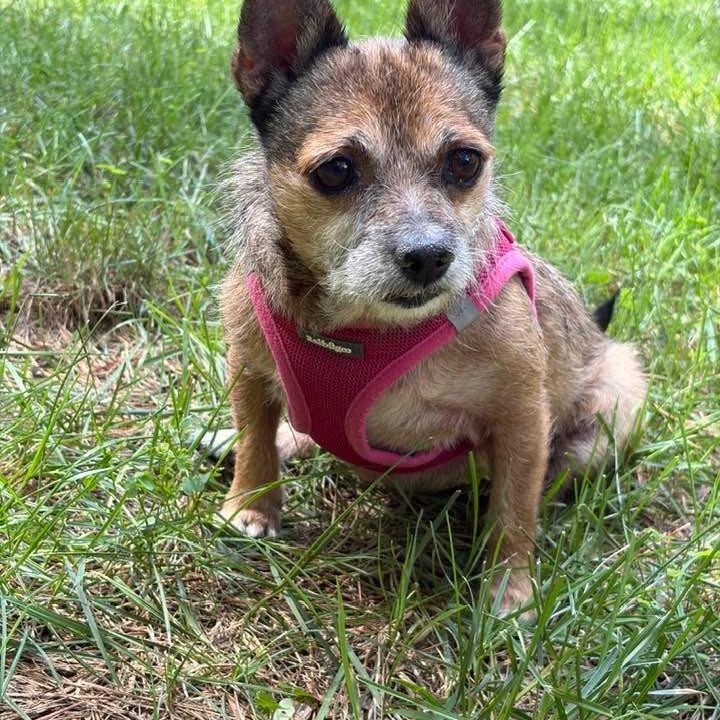 Missy (bonded to Penny), Adoptable, Senior Female Chihuahua.